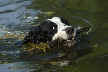 English Springer Spaniel swimming and fetching.