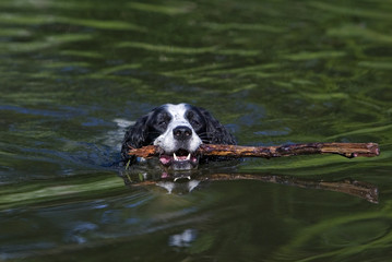 English Springer Spaniel swimming and fetching.