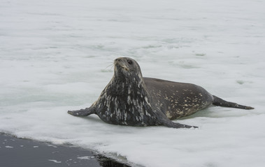 Fototapeta premium Weddell Seal laying on the ice