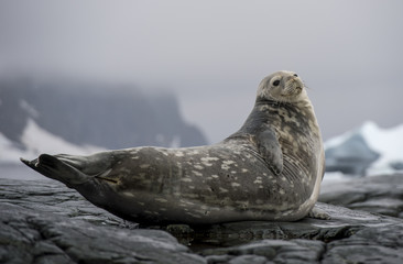 Fototapeta premium Weddell Seal laying on the rock