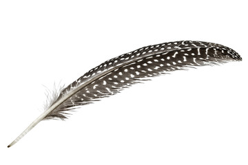 Feather of guinea fowl, isolated on white background