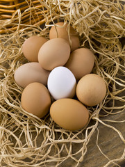 brown and white eggs