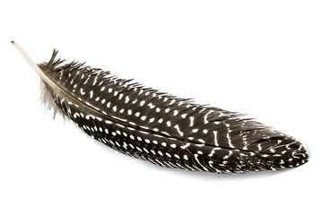 Feather of guinea fowl, isolated on white background