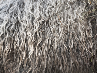 Sheepskin Background closeup