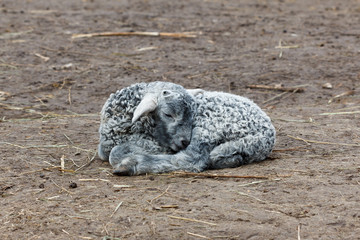 Fototapeta premium Little lamb sleeping young