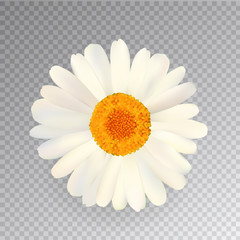 Fototapeta premium Realistic Vector Chamomile Icon. Transparent Background