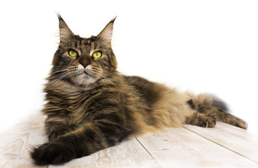 Maine Coonon the table 6