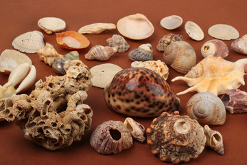Sea shells and shellfishes on brown table