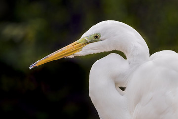 Great Egret Profile
