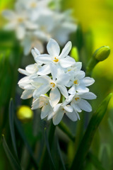 Daffodil Paperwhite Ziva Tazetta © Tatiana Belova