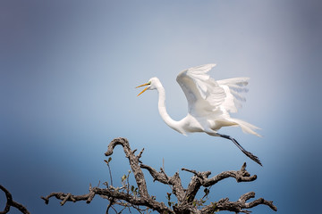 Great egret taking off
