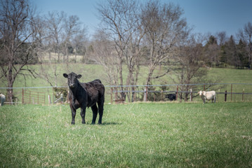 Young black angus steer
