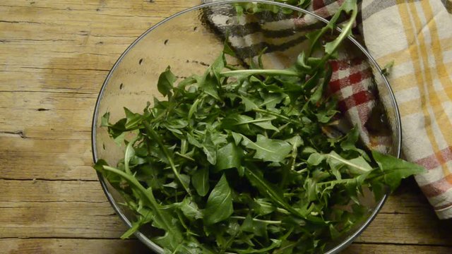 Taraxacum officinale 서양민들레 Tala Одуванчик лекарственный Mniszek pospolity Tarassaco 