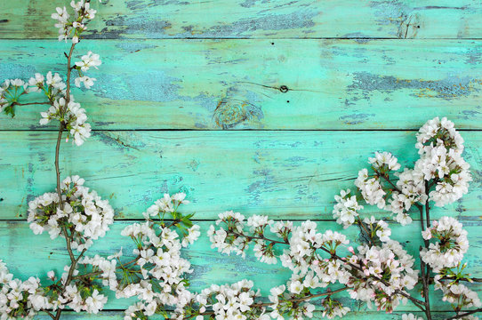 White spring flowers border on teal blue wood background