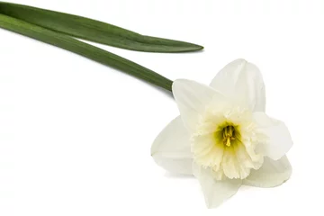 Poster Bloem van witte narcis (narcissus), geïsoleerd op een witte achtergrond © kostiuchenko
