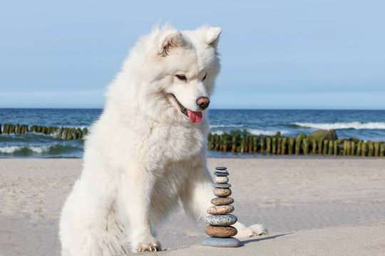 White Dog Samoyed And Rocks Zen On The Beach.