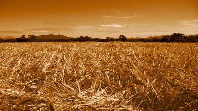 Ears of bread wheat in a field. Tinted.