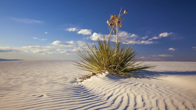A timelapse of a yucca plant on the sand dunes in White Sands National Monument