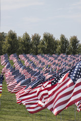 field of American flags