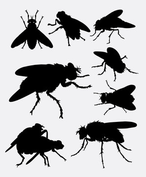 fly silhouette