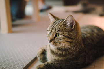 A portraiture of a cat in the room filled with soft light and use soft focus. The focus is on the eyes while WB in shift intendedly. relax and comfort. cat