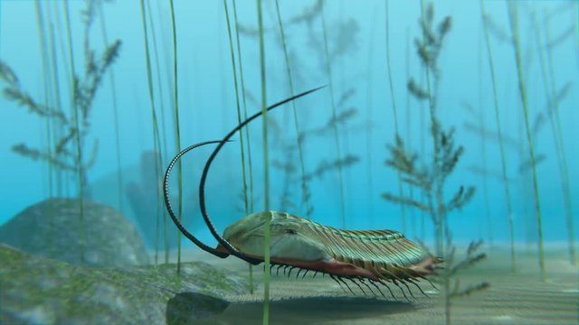 An animation of a Trilobite moving about on a Cambrian Period (400 million years ago) sea bottom. Trilobites are a well-known fossil group of extinct marine arthropods that form the class Trilobita.