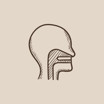 Human head with ear, nose, throat system sketch icon.