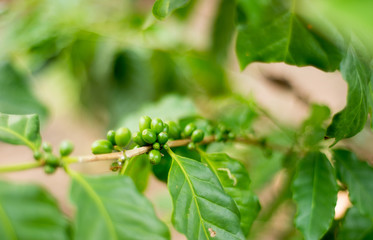 coffee green