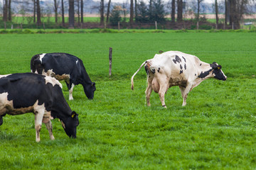Fototapeta premium Cow grazing on a meadow