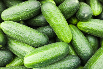 Fresh green cucumber.  Cucumber background