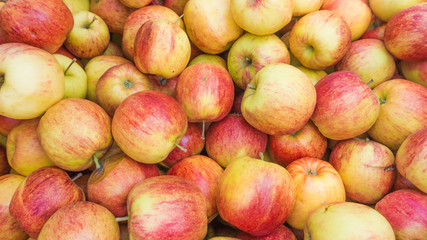 fresh red and yellow apples.  Group of apples