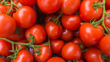 Red tomatoes.  tomato