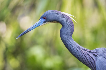 Tricolor Heron Profile