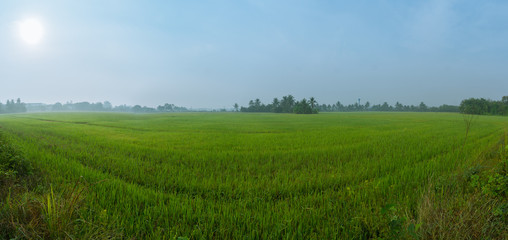 Fototapeta na wymiar Panorama of the paddy rice field under the sun