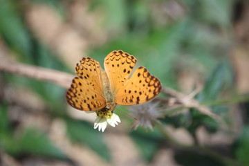Butterfly on flower