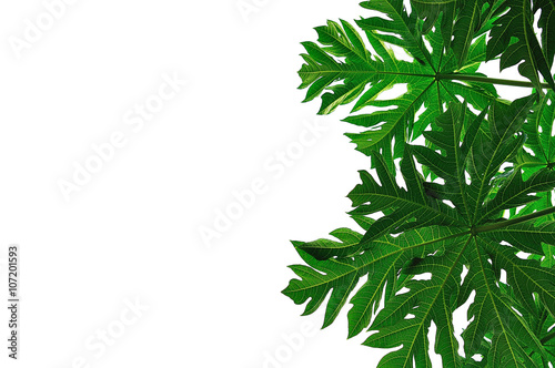"leaves isolated on white background" Stock photo and royalty-free images on Fotolia.com - Pic