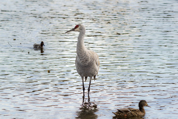 American crane in the water