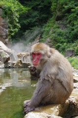 お猿さん　振り向いた