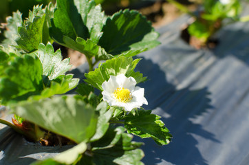 Strawberry flower in the field on sunny day