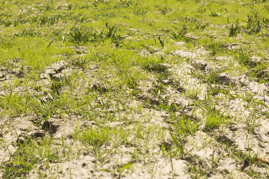 soil and grass during drought