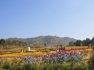 The colorful floral pak