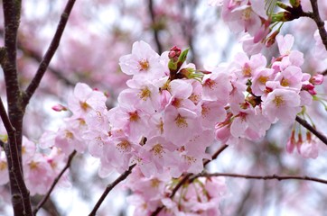 桜咲く季節　cherry Blossoms　　