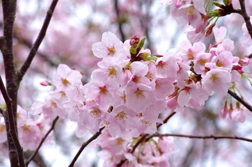 Tuinposter Kersenbloesem 桜咲く季節　cherry Blossoms　　