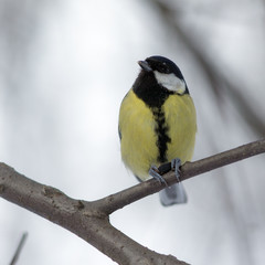 titmouse on a tree branch