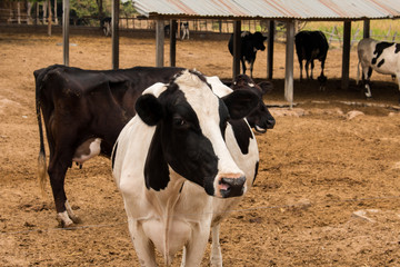 Line of Black and white , milk cow in a farm Thailand,focus