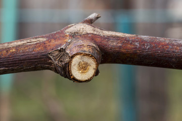 the grape pruning