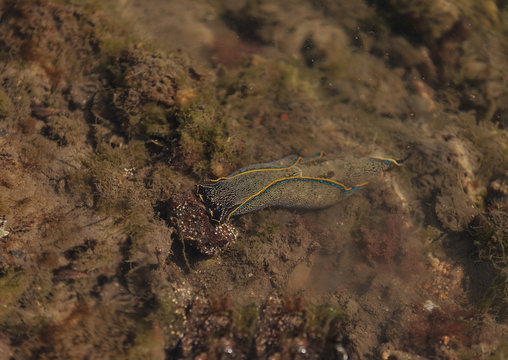 A blue and yellow striped California aglaja scientifically known as Navanax inermis forages for food in the Bolsa Chica wetlands in Huntington Beach, California.