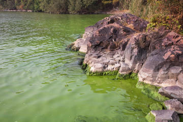 Naklejka na ściany i meble Cyanobacteria in Taihu lake