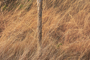 messy brown grass