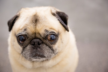 Cute pug portrait on a gray background
